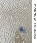 Looking Down at the Entrance to a Crab Tunnel with Contrasting Mud at Low Tide on  a Beach 