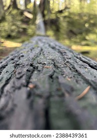 Looking down a fallen log, Tree bark texture close up, British Columbia native species,  moss and fungus covered tree