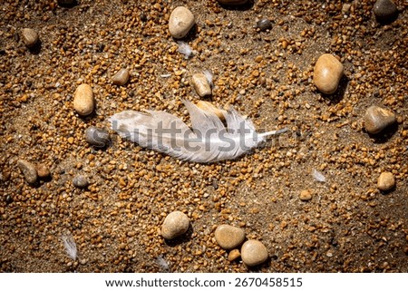 Looking down at a feather on a beach, on a sunny summer's day