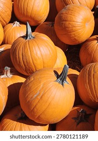 Looking down at a group of brightly lit pumpkins gathered together on a bed of straw in a farmstand bin for purchase.