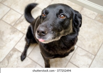 Looking Down At A Happy Black Dog Who's Tail Is Wagging.