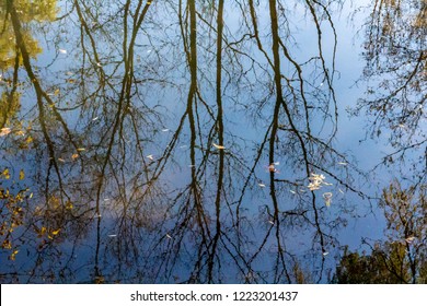 Looking down into a calm reflective pool of water. Leaves are floating on the surface and the reflection of trees with no leaves are visible upside down with a sunny blue sky behind them.