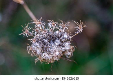 Looking down into a dried head of Queen Anne's Lace