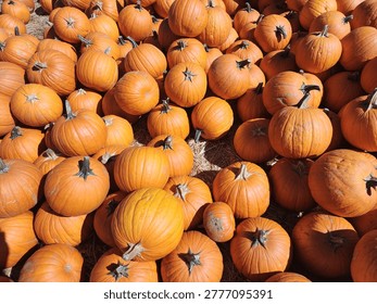 Looking down at a large group of brightly lit pumpkins gathered together on a bed of straw in a farmstand bin for purchase.