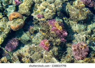 Looking Down At The Live Coral From Above The Water, With Ripple Effect On The Water. Selective View.