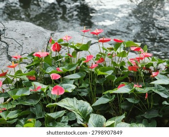 Looking down at a lush cluster of red anthurium flowers also known as flamingo flowers or laceleaf.  They are growing beside a stone edge near a pond. The glossy, heart-shaped leaves and upright spathes with yellow spadices create a vivid tropical display. The soft reflection of light on the water adds a tranquil atmosphere to the garden scene.