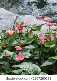 Looking down at a lush cluster of red anthurium flowers also known as flamingo flowers or laceleaf.  They are growing beside a stone edge near a pond. The glossy, heart-shaped leaves and upright spathes with yellow spadices create a vivid tropical display. The soft reflection of light on the water adds a tranquil atmosphere to the garden scene.