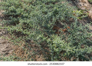 Looking down at mountain whitethorn in Sierra Nevada mountains.   - Powered by Shutterstock