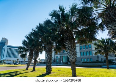 Looking Down Ocean Drive Along Bayfront Of Corpus Christi Texas Palm Trees Along The Southern Texas Gulf Coast In Corpus Christi , Texas , USA On A Perfect Sunny Blue Sky Day