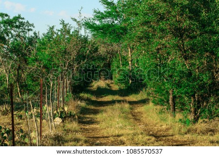 looking down an old dirt road