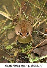 Looking Down On A Calling Male Pacific Chorus Frog (Pseudacris Regilla).