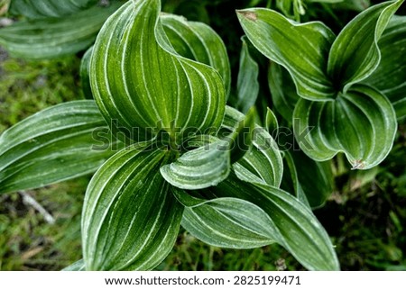 Looking Down On Corn Flower Leaves Along Trail In Yosemite National Park