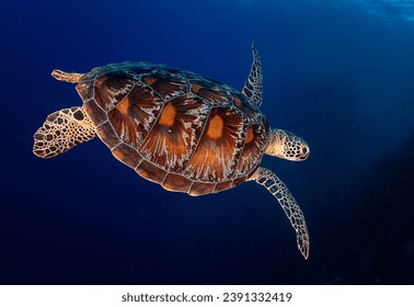 Looking down on a Green turtle (Chelonia mydas) swimming in the blue ocean. The beautiful turtle shell is very prominent.