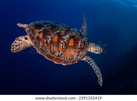 Looking down on a Green turtle (Chelonia mydas) swimming in the blue ocean. The beautiful turtle shell is very prominent.