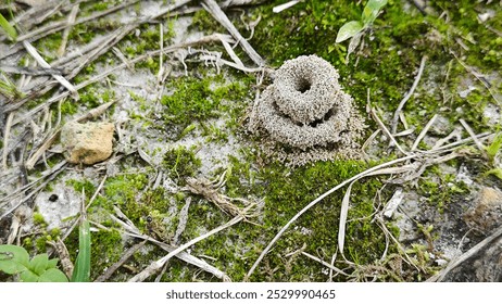 
looking down on the ground of the formicary anthill sandy nest.