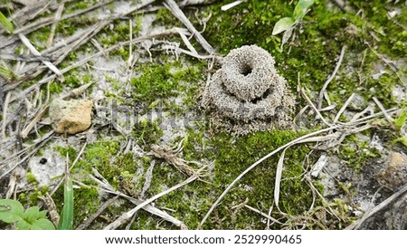 
looking down on the ground of the formicary anthill sandy nest.