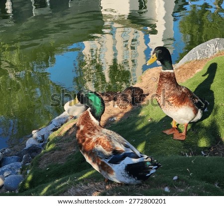 Looking down on a group of mallard ducks at the edge of a pond.   Two are standing on the grass with distinctive shadows and two are sitting near the water.