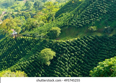 Looking down on a landscape of hills covered in coffee plants near Manizales, Colombia
