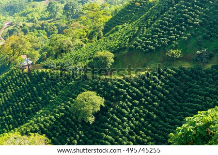 Looking down on a landscape of hills covered in coffee plants near Manizales, Colombia