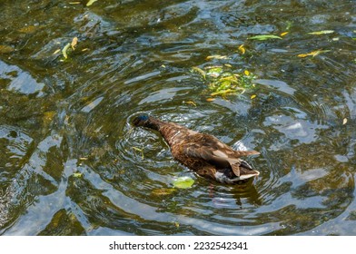 Looking down on a mallard duck swimming with its head under the water. - Shutterstock ID 2232542341
