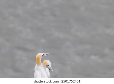 Looking down on a mating pair of beautifully colored gannets. With the North sea as a background.