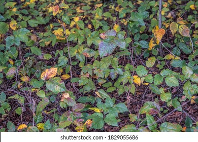 Looking Down On A Patch Of Poison Ivy In The Forest Alongside The Hiking Trail That Is Changing Colors In The Fall Season