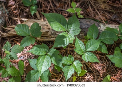 Looking Down On A Patch Of Poison Ivy Growing On The Forest Floor Along The Hiking Trail With A Small Daddy Long Legs On Top Of A Leaflet On A Sunny Day In Springtime