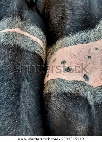 Looking down on two black and white pigs showing patterns in their coloration 
