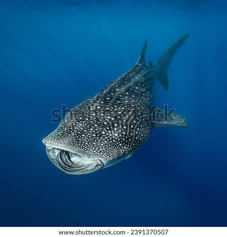 Looking down on a Whale Shark (Rhincodon typus) with sunbeams from above. The whale shark's distinctive spotted patterns is clearly visible