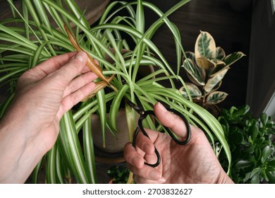 Looking down at a person using scissors to cut yellowed leaves from a spider plant, showing indoor plant maintenance and routine houseplant care