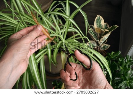 Looking down at a person using scissors to cut yellowed leaves from a spider plant, showing indoor plant maintenance and routine houseplant care