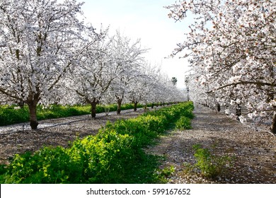 Looking Down A Row Of Almond Trees In An Orchard In Full Bloom.