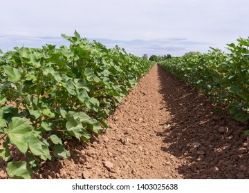 Looking Down The Row Of Crops Growing In Yuma, Arizona 