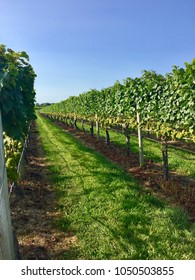 Looking down a row in a vineyard