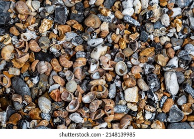 Looking Down At Shells And Pebbles On A Sussex Beach