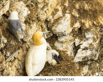 Looking down a steep cliff and on a ledge, is a female gannet with her chick on the nest.