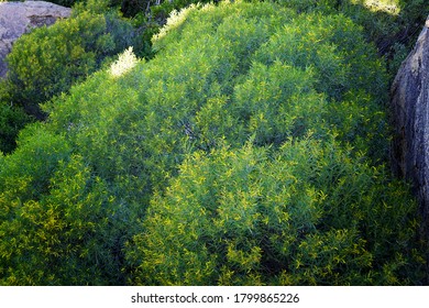 Looking Down From The Top Of A Hill Into The Green And Gold Australian Bush.