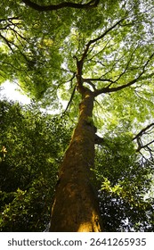 Looking up from down tree, Big trees in Japan