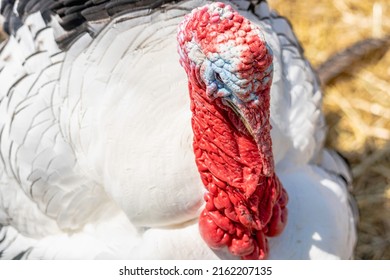 Looking Down At Turkey At Family Petting Zoo