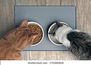 Looking Down At Two Cats Eating From A Bowl