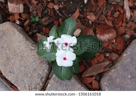 Looking down at white periwinkle flowers