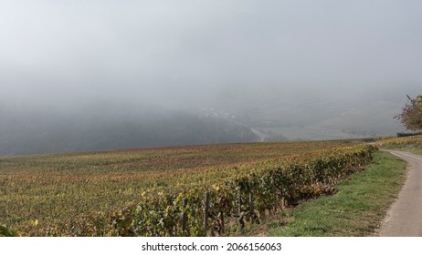 Looking Downhill On The Cote De Beaune Burgundy In The Fog