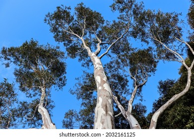 Looking Up At Eucalypt Tree