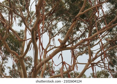 Looking Up At Eucalypt Tree