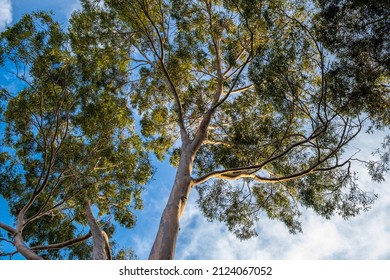 1,805 Eucalyptus tree in sunset Images, Stock Photos & Vectors ...