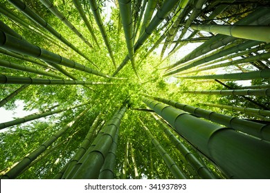 Looking up at exotic lush green bamboo tree canopy - Powered by Shutterstock