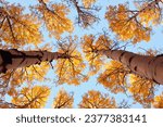 Looking up at fall aspen leaves that appear to be on fire from the bright sunset lighting falling upon the Coconino National Forest in Northern Arizona 