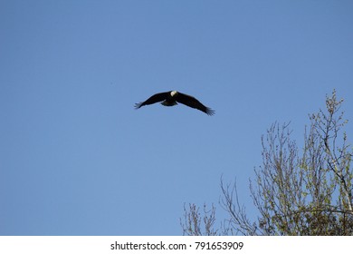 looking up at a flying Bald Eagle in blue sky with wings spread