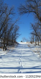 Looking Up At Footprints On A Snow Covered Hill With Trees Overhead