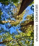 Looking up in the Forest